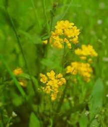 Fiori di Bach Mustard