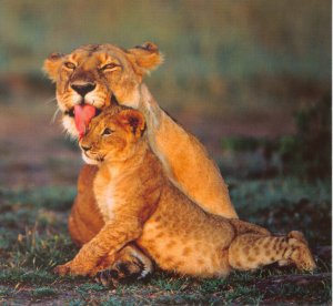 massaggio animale bonding